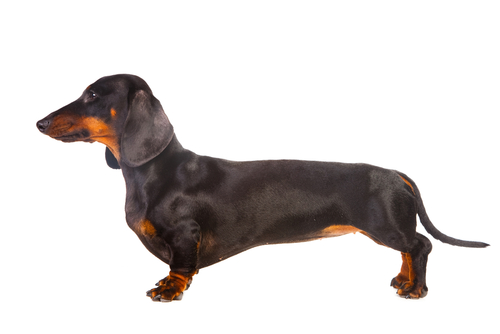 a dachshund